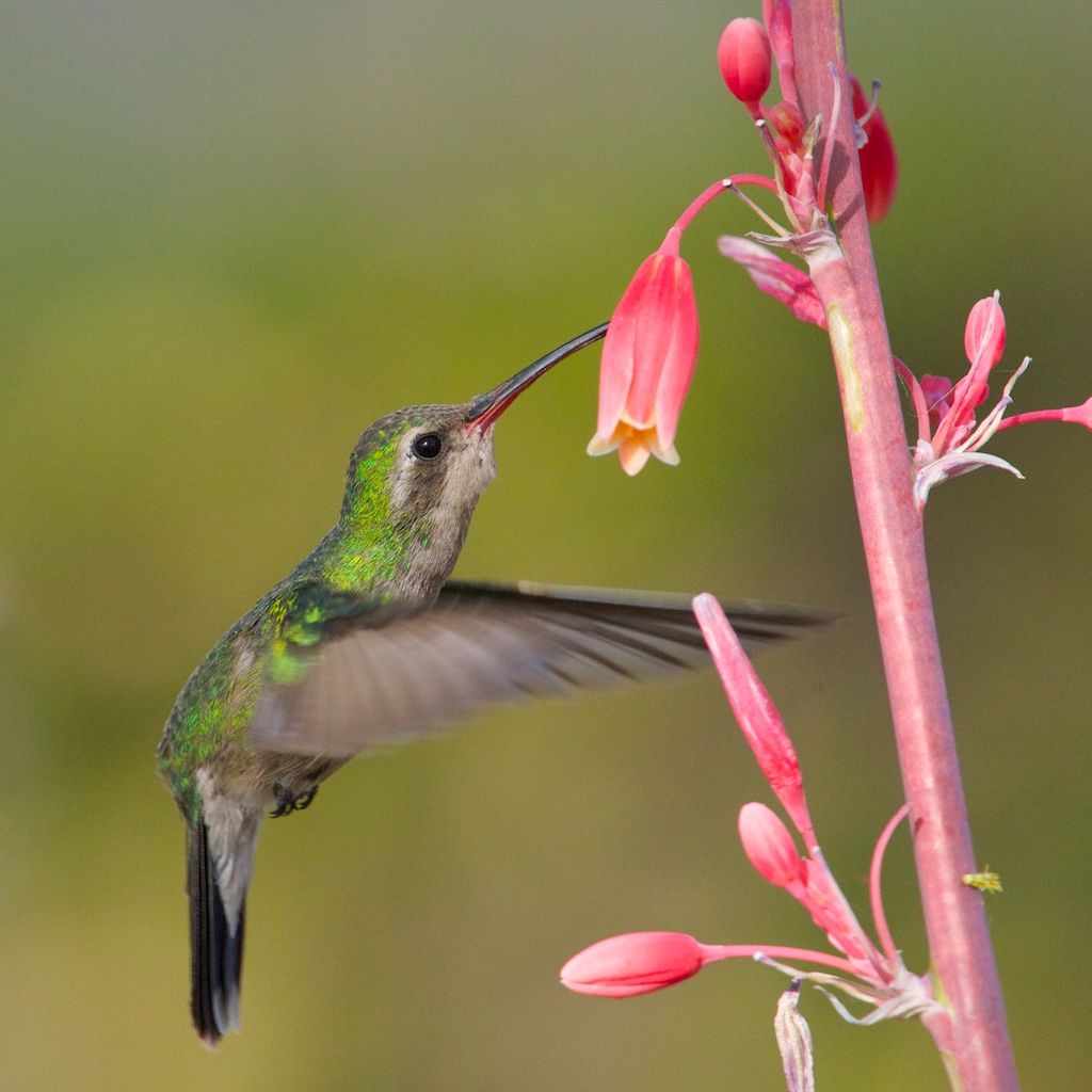 Hummingbirds from backyards and beyond